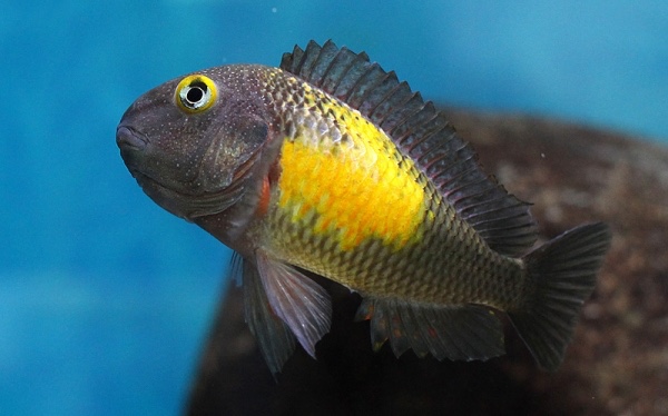 Tropheus moorii 'Mpulungu'
